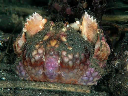 Calappa capellonis.jpg - Foto da internet det. Tiozzo Franco.